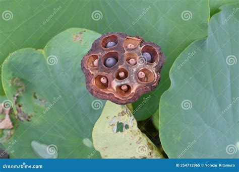 Lotus Flower And Fruit Receptacle In The Summer Lotus Field Stock