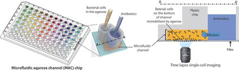 New Technologies For Rapid Bacterial Identification And Antibiotic