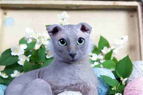 15 WEIRDEST Looking Cat Breeds