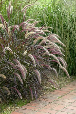 Perennials For Clay Soil That Seems Like It Won T Grow Anything