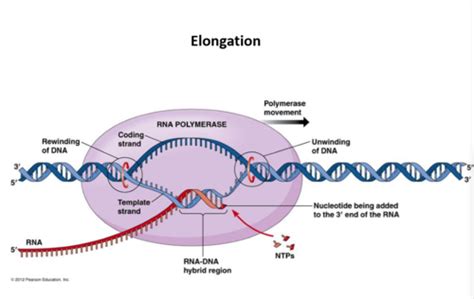 Rna Transcription And Processing Flashcards Quizlet