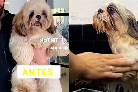 Tosador Restaura Dignidade De Shih Tzu Em Antes E Depois