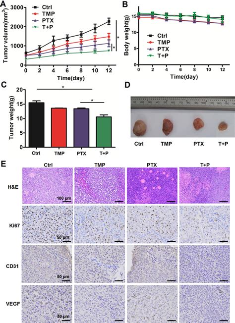 Frontiers Tetramethylpyrazine Enhances The Antitumor Effect Of