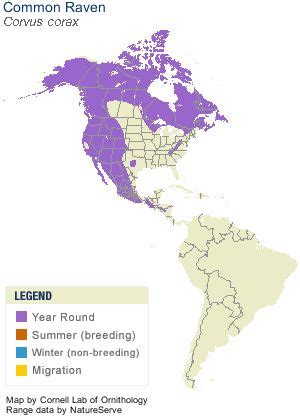 Common Raven Range Map | Barn owl, Owl, Backyard birds sanctuary