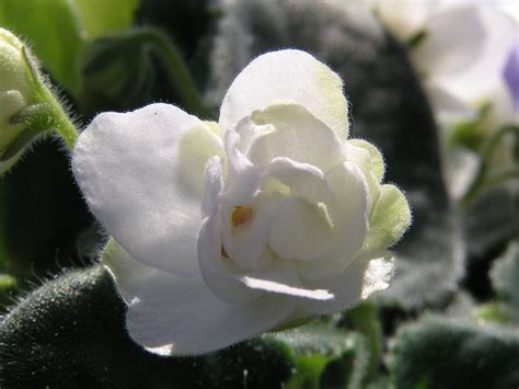 Free Images Nature Blossom White Flower Petal Bloom Daisy