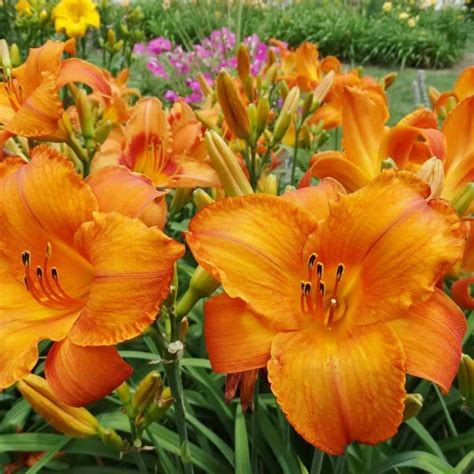 Mauna Loa Daylily Big Bright Bloom Oakes Daylilies