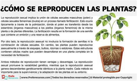 Cómo Se Reproducen Las Plantas