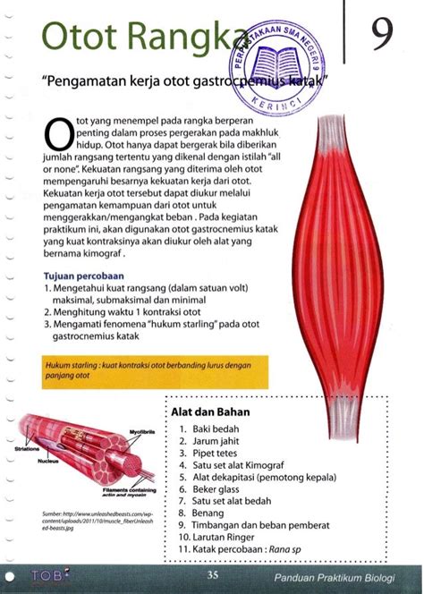 Otot Rangka