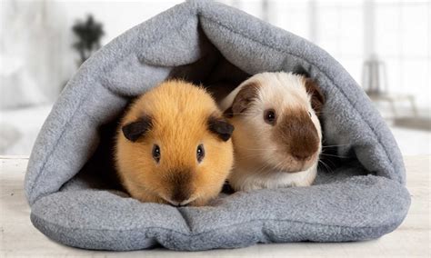 10 Common Guinea Pig Behaviors Explained | BeChewy