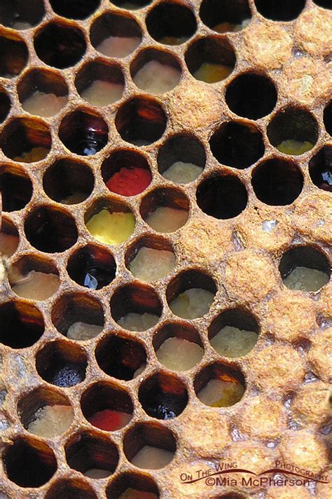 Honey Comb With Different Colors Of Pollen Visible In The Cells On