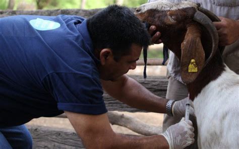 Día Mundial De Las Zoonosis El Cuidado De La Salud Pública A Través De