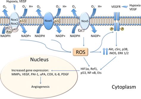 Molecular Cross Talk Between Ros Derived From Nadph Oxidase And Vegf Download Scientific