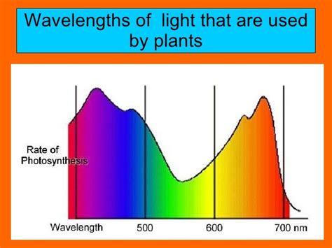 Photosyntheis