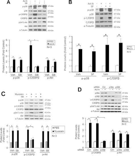 Activin A Activates The P Mitogen Activated Protein Kinases