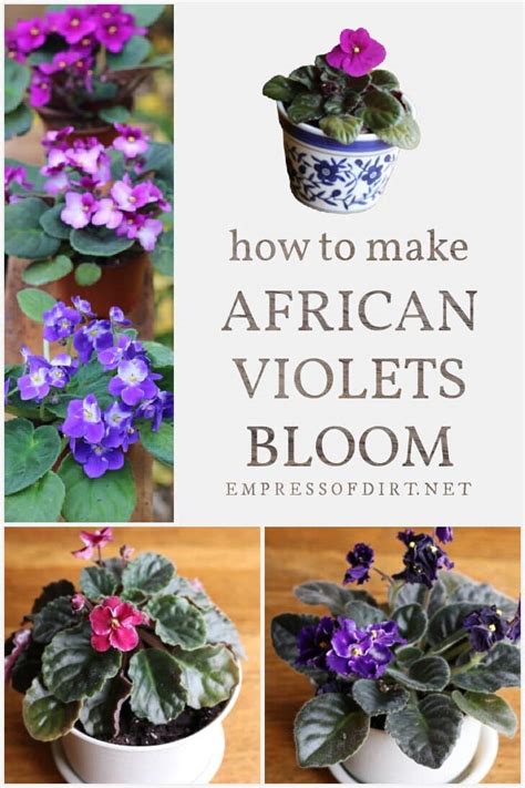 How To Make African Violets Bloom And Rebloom