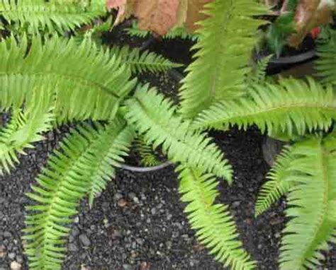 Polystichum: Fern | Portland Nursery