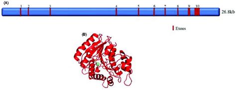 (A) A pictorial representation of HDAC11 gene of length 26.8Kb having ... 