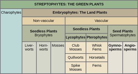 Early Plant Life | OpenStax Biology 2e