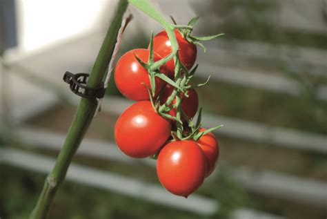 Graines potagères TOMATE ALLONGEE LORETO F1 PROSEM