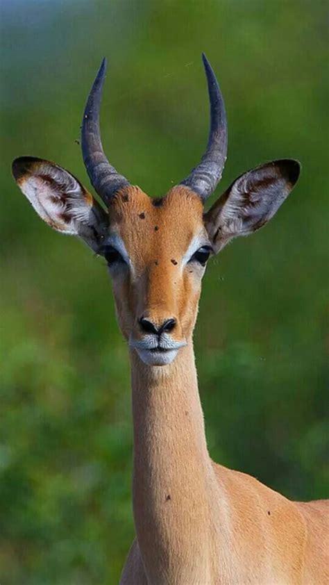 Gazzella Kruger National Park, National Parks, Impala, South Africa ...