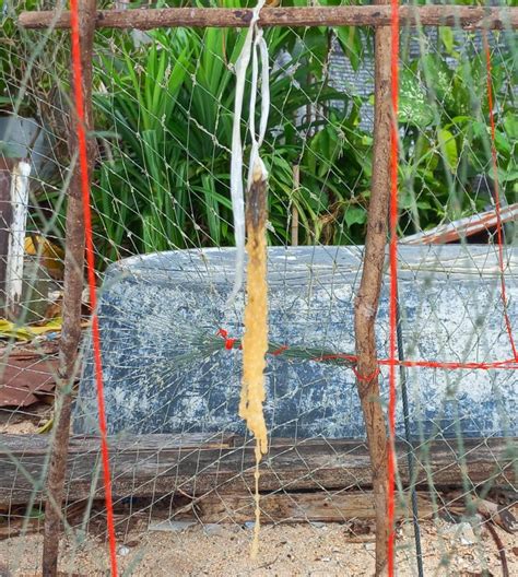 Squid Traps In The Gulf Of Thailand Bushguide 101