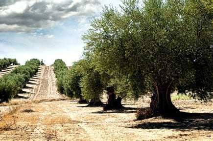 Olive Oil Production Plunges 60 Percent in Spain