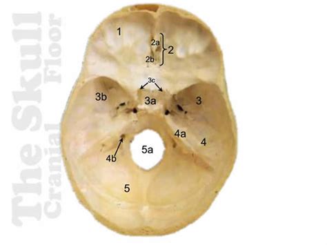 What Is The Cranial Floor Viewfloor Co