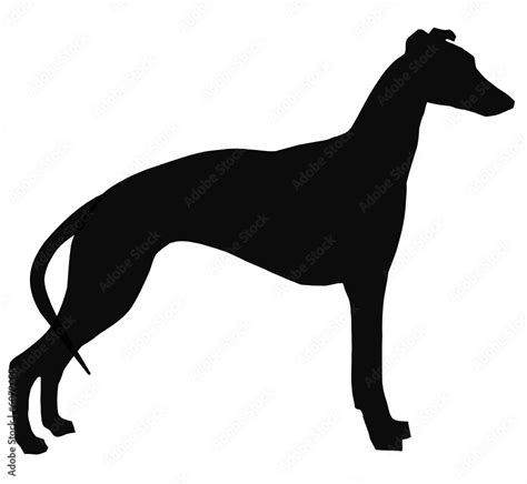 Galgo Vector De Stock Adobe Stock