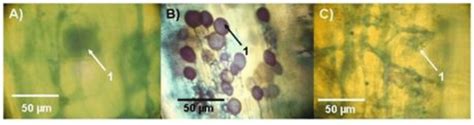 A Hongos micorrícicos arbusculares en raíces de Conium maculatum y