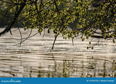 Tree Branches With Fresh Green Leaves Hanging Low Above Water In River