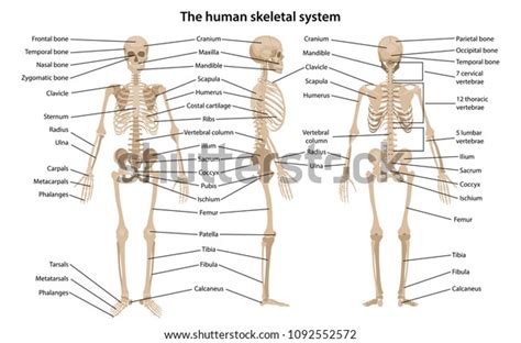 Human Skeleton Diagram Front And Back