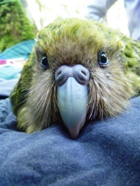 This is Kuia, she is a beautiful Kakapo parrot, the heaviest, only ...