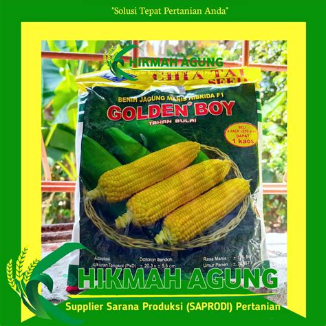 Jual Benih Jagung Manis Hibrida F1 GOLDEN BOY 250 Gram Cap Kapal