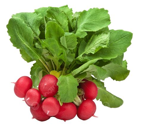 Fresh Radish Isolated Diet Cooking Dieting Natural Png Transparent