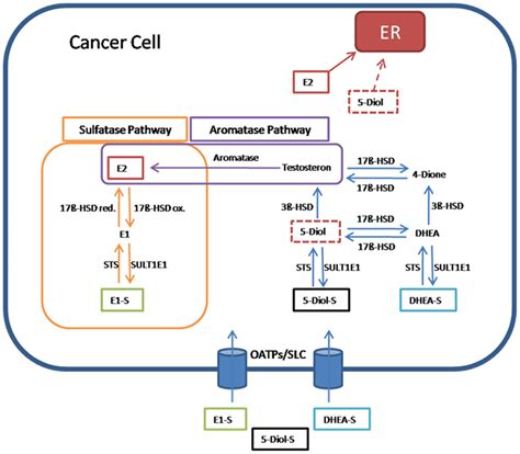 Frontiers Estrogen Biosynthesis And Action In Ovarian Cancer