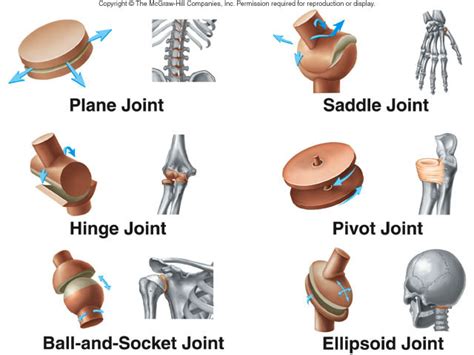 Types Of Joints