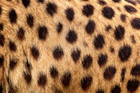 Cheetah Texture Background Fur Stock Image - Image of leopard, furry ...