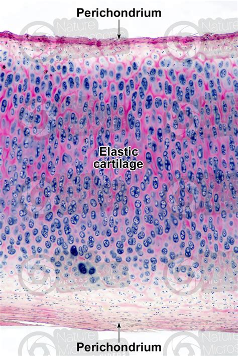 Elastic Cartilage Under Microscope