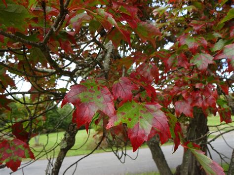 Fall Foliage is Underway - Catskill Forest Association