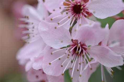 Free Images Branch Fruit Flower Petal Bloom Food Spring