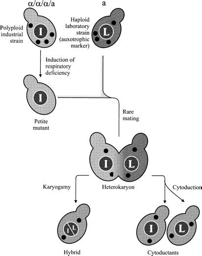 Yeast Microbiology Journal Wiley Online Library