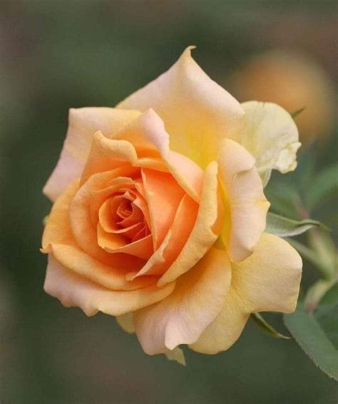 A Single Yellow Rose With Green Leaves In The Background