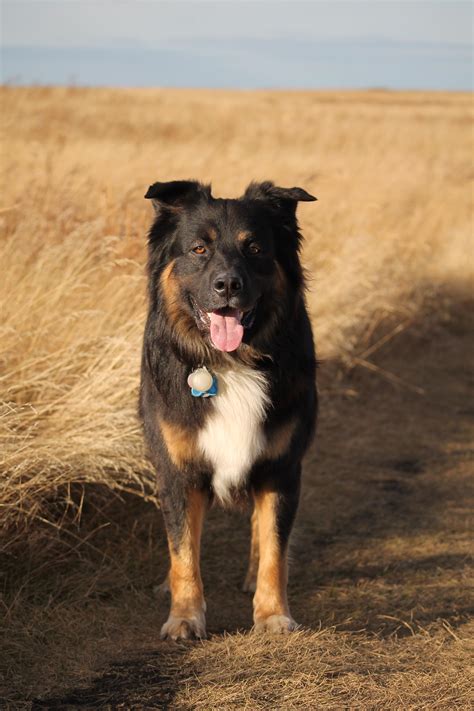 white german shepherd australian shepherd mix