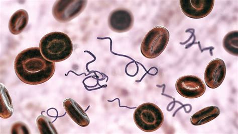 Lyme Disease Bacteria, Borrelia Burgdorferi Stock Illustration ...