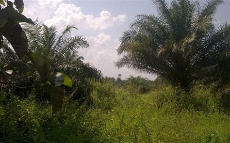 PALM TREE FARM FOR SALE | Palm trees, Tree farms, Palm