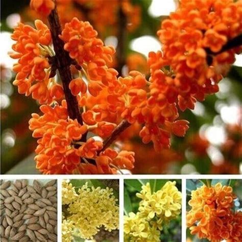 Spot Seedsosmanthus Fragrans Seeds Jingui Agarwood Eight Month