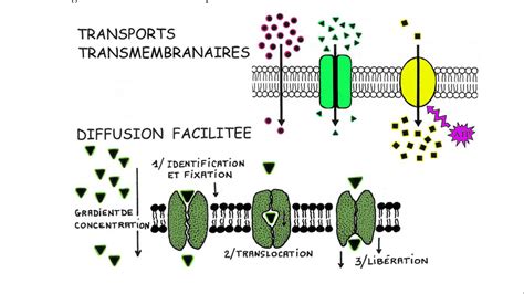 la diffusion facilité perméase membranaire Diagram Quizlet