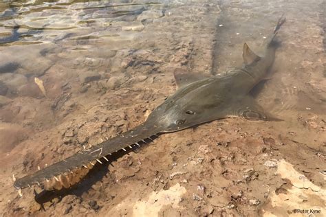 6 Interesting Facts About the Endangered Largetooth Sawfish | Earth.Org