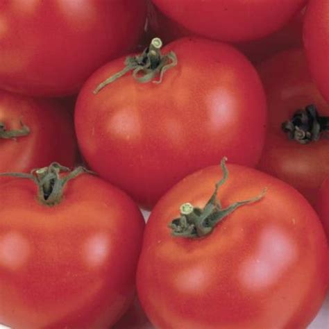 Tomatoes Undersized Early Varieties For Open Ground Healthy Food Near Me