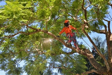 Tree Lopping - Skyline Landscape Services